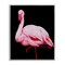 Stupell Industries Contrasting Flamingo on Black Framed Giclee, design by James Corwin